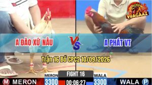Trận 16 CPC2 10/09/2026 – Gà Điều Anh Phát Nạp Toàn Cựa Hiểm