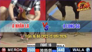Trận 16 CPC2 12/09/2026 – Gà Anh Long Nhấp Mấy Chân Lụm Tiền