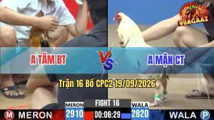 Trận 16 CPC2 19/09/2026 – Gà Bông Anh Tâm Đá Chân Nào Cũng Có Cựa