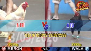 Trận 16 CPC7 23/09/2026 – Gà Anh Tư Đá Canh Chặn Khôn Như Người