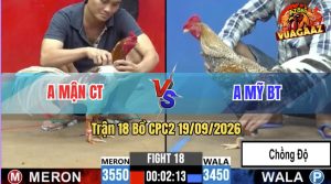 Trận 18 CPC2 19/09/2026 – Gà Anh Mỹ BT Đá Toàn Nạp Cựa Khủng