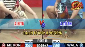 Trận 19 CPC2 14/09/2026 – Gà Điều Anh Tú ĐH Đá Canh Chặn Quá Khéo
