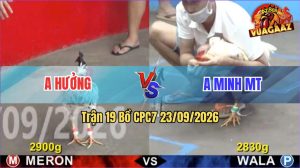 Trận 19 CPC7 23/09/2026 – Gà Anh Minh Bươi Chà Như Cái Máy