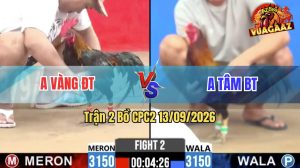 Trận 2 CPC2 13/09/2026 – Gà Que Mồng Lá Anh Vàng Đá Đâm Quá Ác
