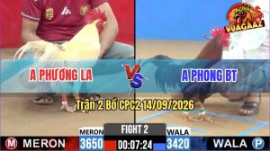 Trận 2 CPC2 14/09/2026 – Gà Điều Anh Phong Bến Tre Quá Lì Đòn