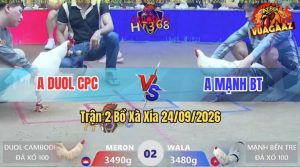 Trận 2 Xà Xía 24/09/2026 – Gà Anh Duol Đá Cựa Đâm Như Máy Khâu