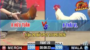 Trận 20 CPC2 17/09/2026 – Gà Anh Tâm BT Bất Ngờ Bỏ Chạy