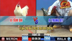 Trận 20 CPC2 20/09/2026 – Gà Bướm Anh Tâm Đá Quá Điềm Tĩnh