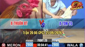 Trận 20 CPC2 21/09/2026 – Gà Điều Anh Thuần Bạc Dưới Mà Đá Quá Ác