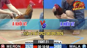 Trận 21 CPC2 08/09/2026 – Gà Anh Khôi Đá Cựa Đâm Như Đời Tới