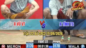 Trận 22 CPC2 17/09/2026 – Gà Khét Anh Vũ Đá Cái Bo Thấy Nóng Lạnh