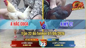 Trận 22 Tonhon 07/09/2026 – Gà Anh Mỹ Canh Chặn Khôn Như Người Ta