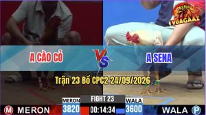 Trận 23 CPC2 24/09/2026 – Gà Anh Cào Cỏ Có Chân Cựa Quá May Độ