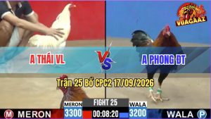 Trận 25 CPC2 17/09/2026 – Gà Úa Anh Thái Đá Đúng 3 Chân Cựa
