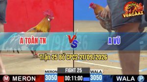 Trận 25 CPC2 21/09/2026 – Gà Xám Anh Vũ Đá Khôn Như Người Ta