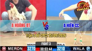 Trận 3 CPC2 15/09/2026 – Gà Bướm Anh Hoàng Đá Cựa Đâm Như Chỉa