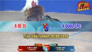 Trận 3 Tonhon 20/09/2026 – Gà Bướm Anh Duol Đá Đòn Như Cây Đập