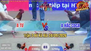 Trận 3 Xà Xía 24/09/2026 – Anh Tư Thành Công Lụm Gà Cọp Anh Hắc Coca