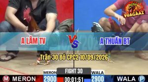 Trận 30 CPC2 10/09/2026 – Anh Lâm Trà Vinh Có Chân Cựa Quá Hiểm
