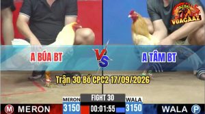 Trận 30 CPC2 17/09/2026 – Gà Anh Tâm Đá Toàn Đâm Cựa Khủng