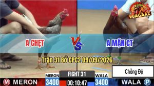 Trận 31 CPC2 09/09/2026 – Gà Anh Chẹt Đá Canh Chặn Quá Khôn Khéo