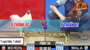Trận 34 CPC2 10/09/2026 – Gà Điều Anh Thuần Đá Đúng 1 Tay Nước