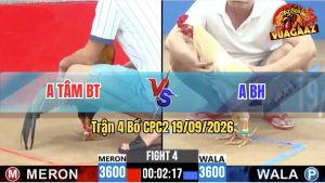 Trận 4 CPC2 19/09/2026 – Gà Anh Tâm Đá Toàn Đòn Cựa Hiểm Hóc