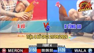 Trận 4 CPC2 21/09/2026 – Gà Anh Vũ Đá Đòn Cựa Quá Tốc Độ