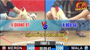 Trận 5 CPC2 15/09/2026 – Gà Anh Quang BT Đá Toàn Cựa Khủng