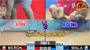 Trận 5 CPC2 16/09/2026 – Trận Hoà Đáng Tiếc Giữa Anh Tiến Và Anh Cường
