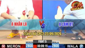 Trận 5 CPC2 22/09/2026 – Gà Bướm Anh Nhân Đá Cựa Đâm Như Cái Máy