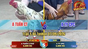 Trận 5 Tonhon 07/09/2026 – Anh Ty CPC Hạ Anh Tuấn Trong 3 Nốt Nhạc