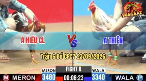 Trận 6 CPC7 23/09/2026 – Gà Điều Anh Hiếu Đá Đâm Như Đời Tới