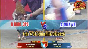 Trận 6 TonHon 14/09/2026 – Gà Úa Anh Mến Có Chân Cựa Hiểm Hóc