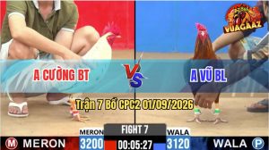 Trận 7 CPC2 01/09/2026 – Gà Bướm Anh Cường Đá Cái Bo Như Cây Đập