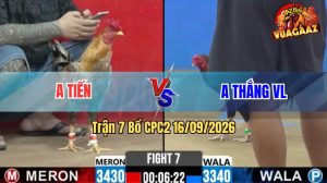 Trận 7 CPC2 16/09/2026 – Gà Cú Anh Tiến Đá Chưa Được 1 Tay Nước