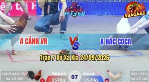 Trận 7 Xà Xía 24/09/2026 – Gà Anh Mễn Đi Bộ Cũng Ăn Anh Hắc Coca