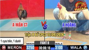 Trận 8 CPC2 15/09/2026 – Gà Điều Anh Mận CT Bươi Chà Như Cái Máy