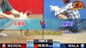 Trận 8 CPC2 19/09/2026 – Gà Anh Mỹ Quá Nhanh Quá Nguy Hiểm