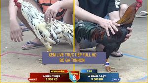 Trận 8 TonHon 14/09/2026 – Anh Tuấn CL Chấp Nặng Mà Vẫn Về Bờ
