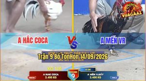Trận 9 TonHon 14/09/2026 – Gà Bông Anh Mễn Đá Đúng 1 Tay Nước