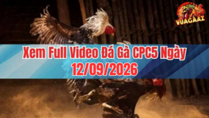 Xem Full Video Đá Gà CPC5 Ngày 12/09/2026 Tại Vua Gà AZ